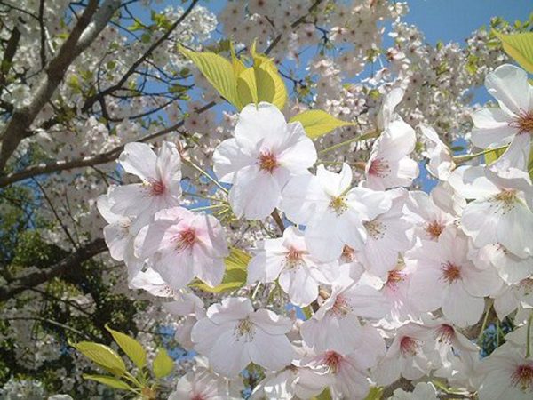 亀城公園 桜が満開